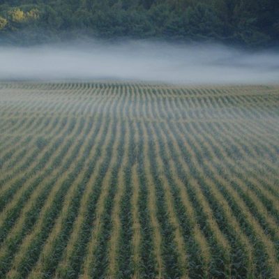 Crops with Mist